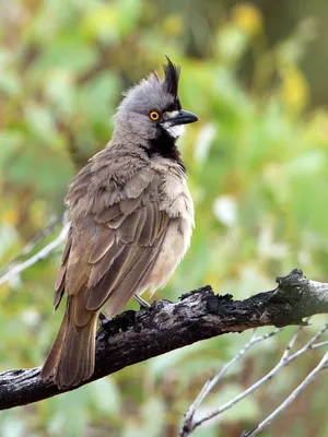 Свиристель — кочующая птица с хохолком на голове: несколько особенностей  «лесного попугая» | Пикабу