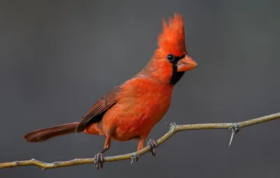 Свиристель — кочующая птица с хохолком на голове: несколько особенностей  «лесного попугая» | Пикабу