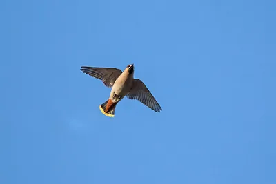 Пестрая птица с хохолком - 78 фото