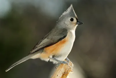 Серая птица с оранжевым хохолком - 73 фото