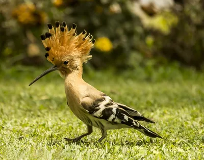 Птица с длинным хвостом и хохолком…» — создано в Шедевруме