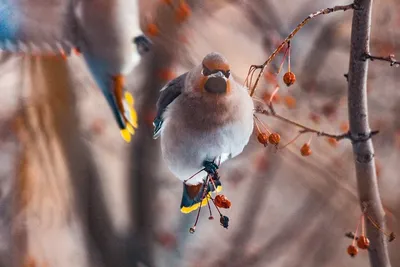 Хохлатый жаворонок. | Певчие птицы-птицы России