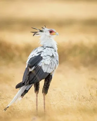 344 отметок «Нравится», 17 комментариев — nature (@n_a_t_u_r_e__p_h_o_t_o)  в Instagram: «Птица-секретарь обитает практически … | Нелетающие птицы,  Голубь, Секретарь