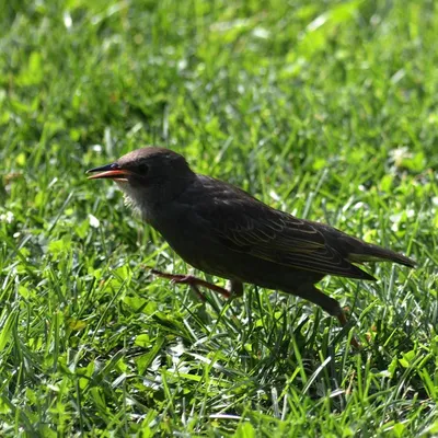 European starling, juvenile / Скворец обыкновенный, молодая птица / Шпак  звичайний, молода птиця | Animals, Bird