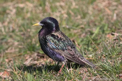 European starling, summer plumage / Скворец обыкновенный, летнее оперение /  Шпак звичайний, літнє вбрання | Animals, Bird