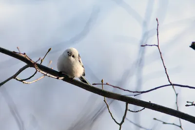 Длиннохвостая синица (ополовник) Aegithalos caudatus Long-tailed Tit