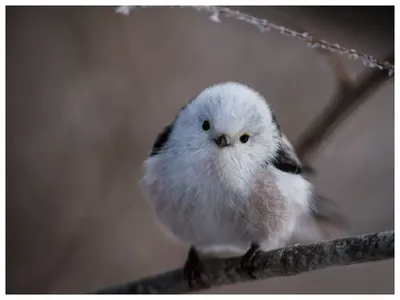 Длиннохвостая синица или ополовник, лесные птицы, Long tailed tomtit,  forest birds - YouTube