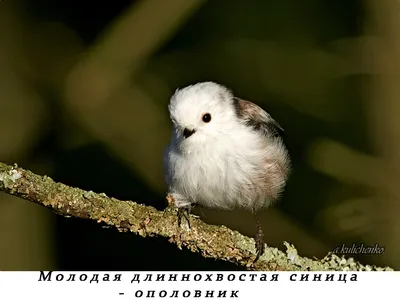 Длиннохвостая синица, или ополовник | Пикабу