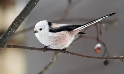 Длиннохвостая синица (Aegithalos caudatus). Птицы Европейской России.