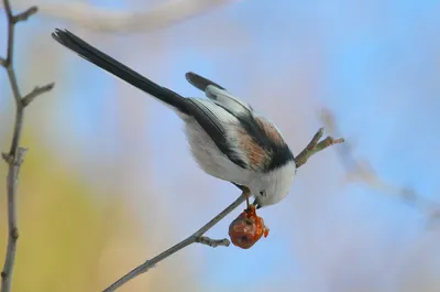 Большая синица (big tit)