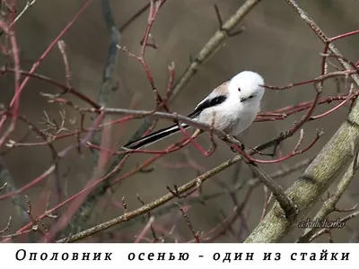 Синица длиннохвостая (Aegithalos caudatus). Фотогалерея птиц. Фотографии  птиц России, Беларуси, Украины, Казахстана, Таджикистана, Азербайджана.