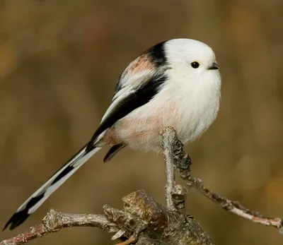 Любители птиц - Длиннохвостая #синица / Long-tailed #Tit (лат. Aegithalos  caudatus) Отряд: Воробьинообразные / Passeriformes Семейство: Длиннохвостые  синицы / Aegithalidae Род: Aegithalos Гнездовой ареал: Евразия Автор: 譲 北川  @ktgwyzr #фото ...