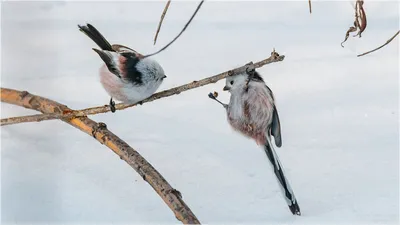 Хохлатая синица, или гренадерка | zoo-ekzo.com- Экзотические животные