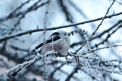 Длиннохвостая синица - Разные птицы - DmitrySA - Участники - Фотогалерея  iXBT