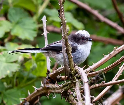 Длиннохвостая синица (Aegithalos caudatus). Птицы Европейской России.