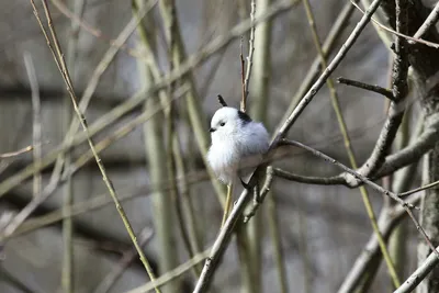 Клуб Людей и Птиц. ФОРУМЫ ptic.ru / Большая синица (Parus major)