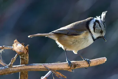 Хохлатая синица (Parus cristatus). Птицы Европейской России.