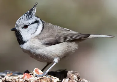 хохлатая синица « Fotoparus