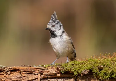 Хохлатая синица (Parus cristatus). Птицы Европейской России.