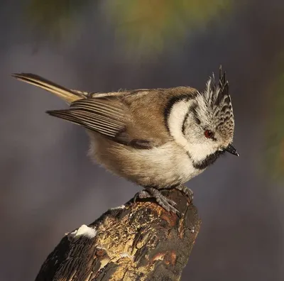 Синица хохлатая (Parus cristatus). Фотогалерея птиц. Фотографии птиц  России, Беларуси, Украины, Казахстана, Таджикистана, Азербайджана.