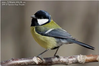 The voices of birds As the Crested tit sings - YouTube