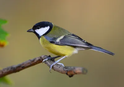 Хохлатая синица (Parus cristatus). Птицы Европейской России.