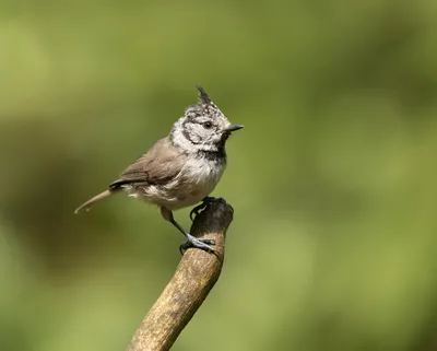 Фотокаталог птиц: Хохлатая синица (Lophophanes cristatus)