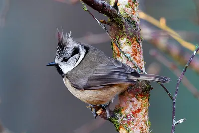 Хохлатая синица (Lophophanes cristatus) . Автор: Поляков Михаил в 2023 г |  Синица, Птицы