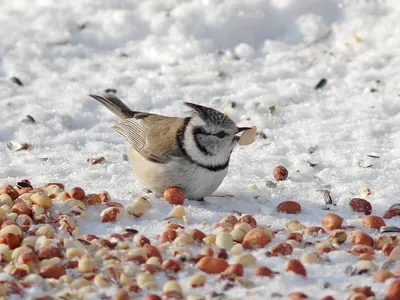 Хохлатая синица - eBird