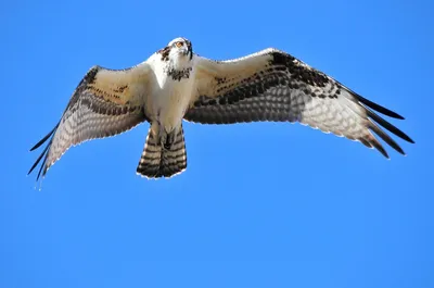 Скопа, Haliaetus Pandion, птица, Нижняя Калифорния, Мексика Стоковое Фото -  изображение насчитывающей орел, национально: 103065702