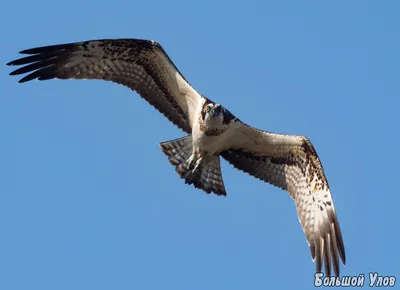 Скопа на охоте / Osprey (Скопа) хищная птица, распространённая в обоих  полушариях, единственный представитель семейства скопиных