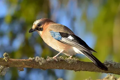 Птица Сойка интересные факты, Garrulus glandarius, Jay | Пикабу