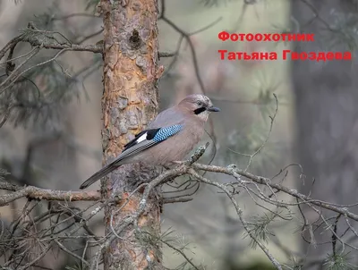 Интересная птица Сойка.