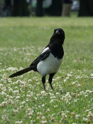 Китайская сорока - eBird