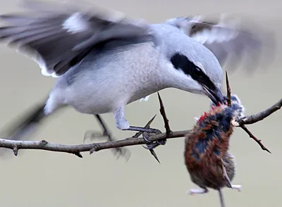 Северный сорокопут - eBird