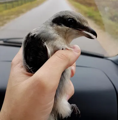 Серый Сорокопут. Очень милая вредная кусачая птица. | Пикабу