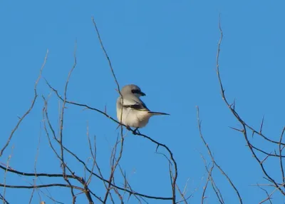 Серый сорокопут - eBird