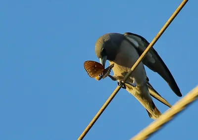 Birds.uz - Туркестанский жулан или сорокопут — обычная для... | Facebook