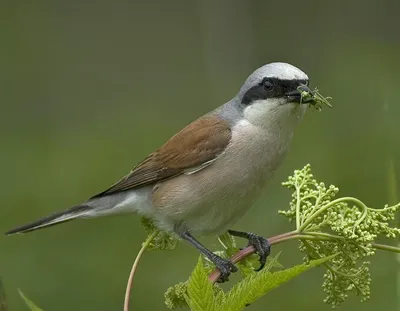 Серый сорокопут (Lanius excubitor). Птицы Сибири.