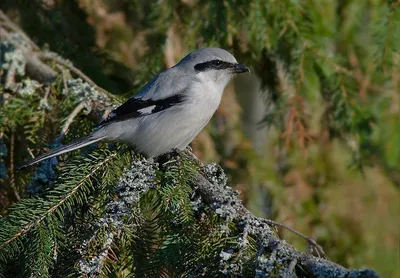 Серый сорокопут (Lanius excubitor). Птицы Европейской России.