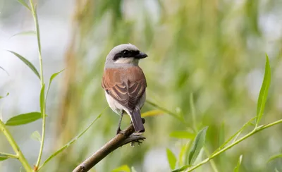 File:Сорокопут-жулан (молодая птица) Red-backed shrike (juvenile) Lanius  collurio.jpg - Wikimedia Commons