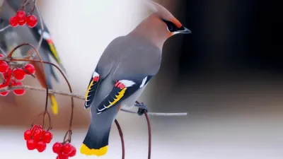 Птица серая в полоску с хохолком - 69 фото