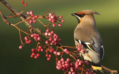 птица, крылья, свиристель, боке | World birds, Flower background images,  Birds