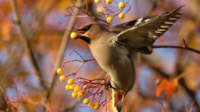 птица свиристель на ветке дерева в городском парке весной Stock-Foto |  Adobe Stock