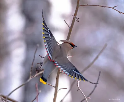Свиристель. | Зимой свиристели городские птицы. | Вадим Михайлин | Flickr