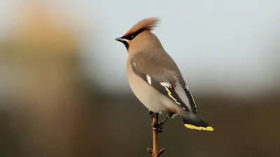 Свиристель: Яркая птица, умеющая петь (фото) Смотри больше  http://kot-pes.com/sviristel-foto-ptica/ | Птицы, Животные