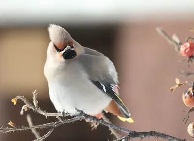 Waxwing - a bird with a crest. - YouTube