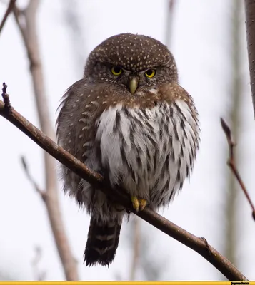 Burrowing Owlet - Кроличий сыч. Фотограф Etkind Elizabeth