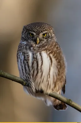 Птица сыча (Owlet запертый азиатом) Стоковое Фото - изображение  насчитывающей крыло, молодо: 36668296