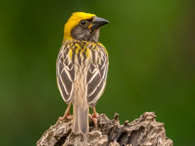 Малый ткач - eBird